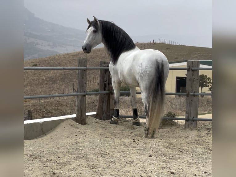 PRE Croisé Étalon 5 Ans 172 cm Gris in Übersee