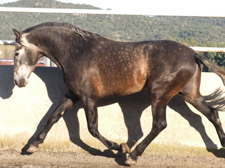 PRE Croisé Étalon 5 Ans 172 cm Gris in NAVAS DEL MADRONO