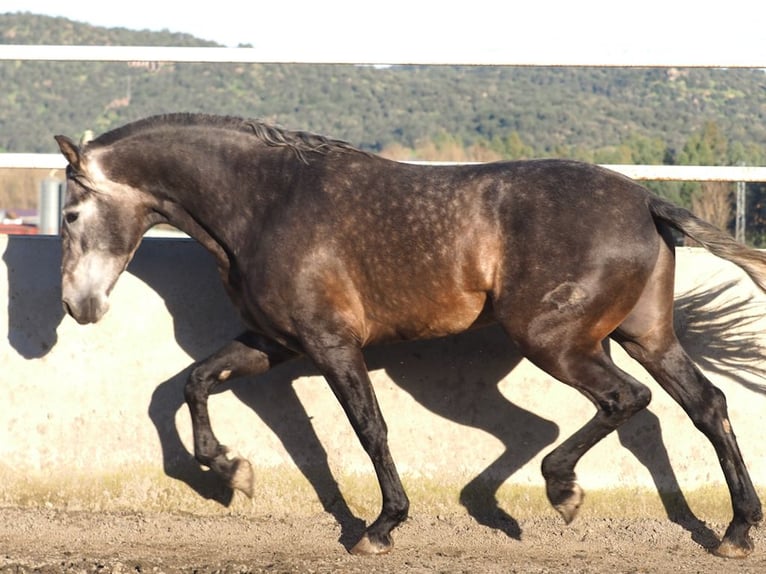 PRE Croisé Étalon 5 Ans 172 cm Gris in NAVAS DEL MADRONO