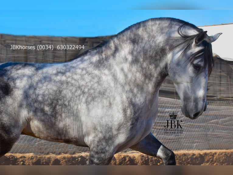 PRE Étalon 5 Ans 172 cm Gris pommelé in Tabernas Almeria