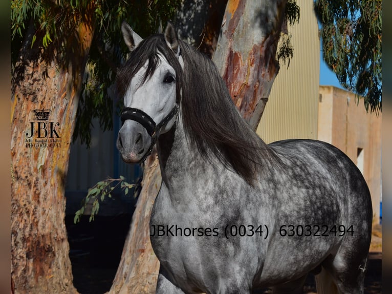 PRE Étalon 5 Ans 172 cm Gris pommelé in Tabernas Almeria