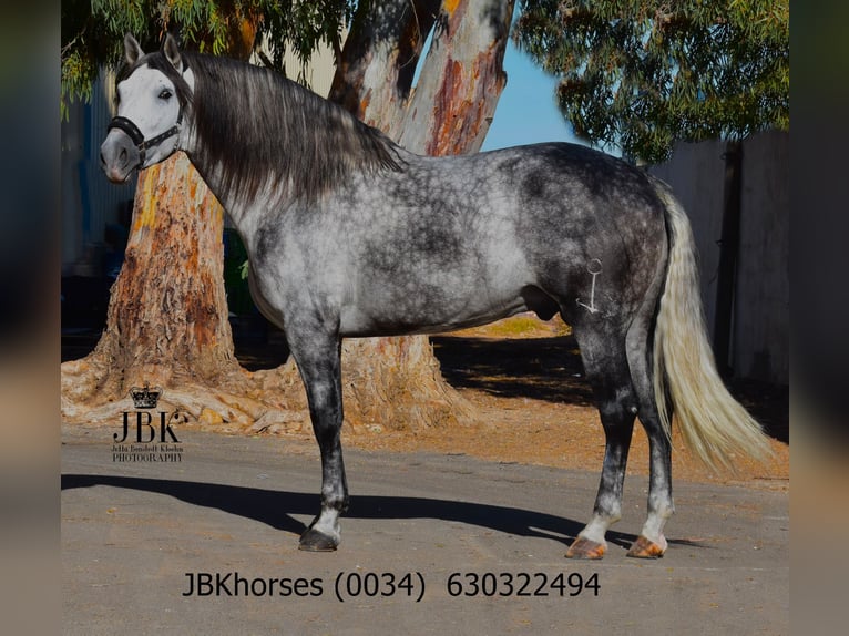PRE Étalon 5 Ans 172 cm Gris pommelé in Tabernas Almeria