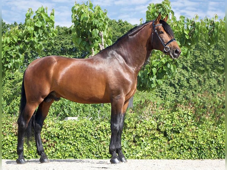 PRE Étalon 5 Ans 173 cm Bai in Lliça D'Amunt