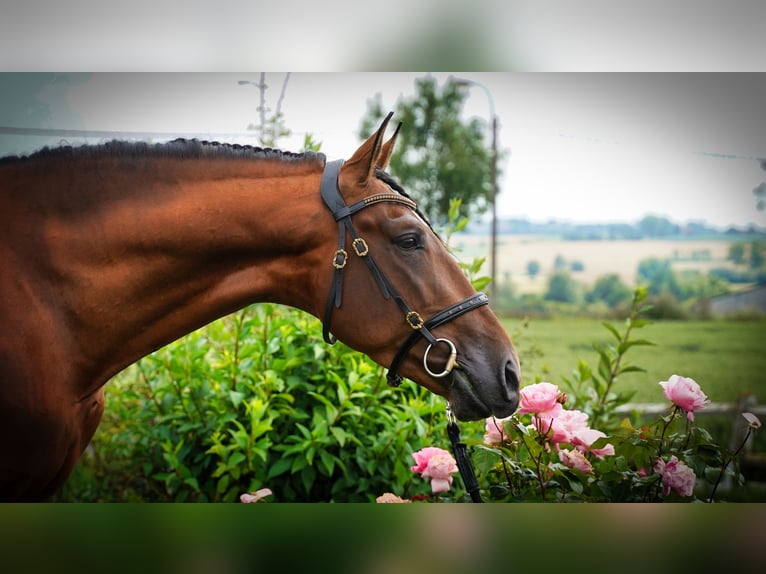 PRE Étalon 5 Ans 173 cm Bai clair in HEUVELLAND