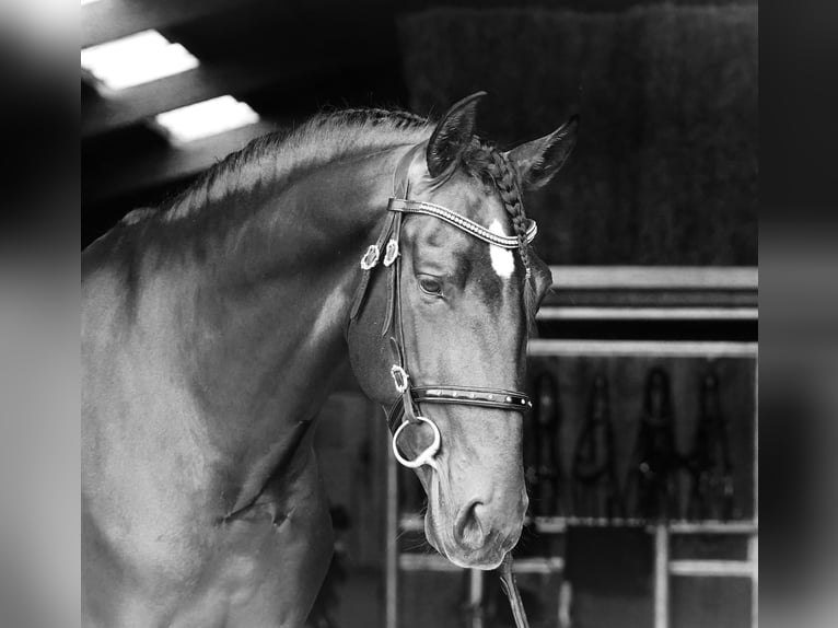 PRE Étalon 5 Ans 173 cm Bai clair in HEUVELLAND