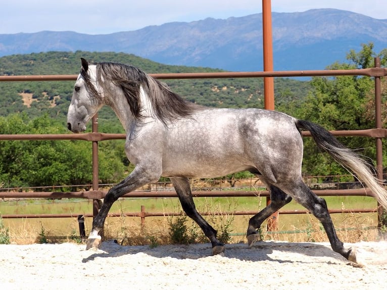 PRE Croisé Étalon 5 Ans 173 cm Gris in Navas Del Madroño