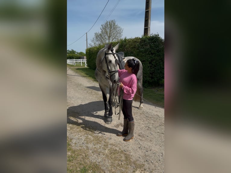 PRE Étalon 5 Ans 173 cm Gris pommelé in Maisonnais