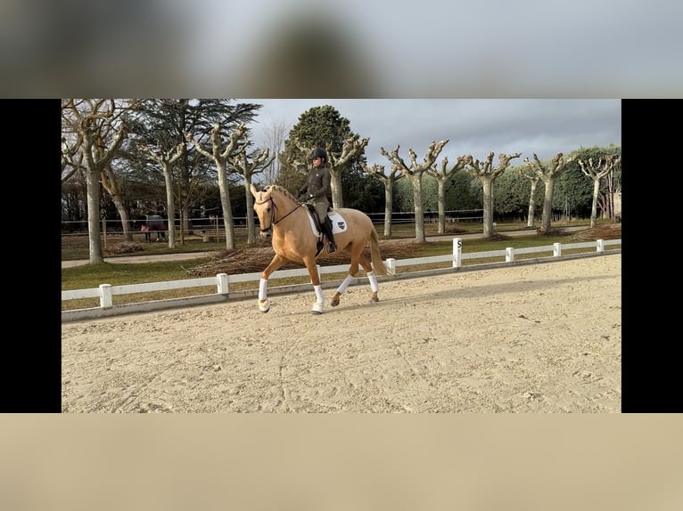 PRE Étalon 5 Ans 173 cm Palomino in León