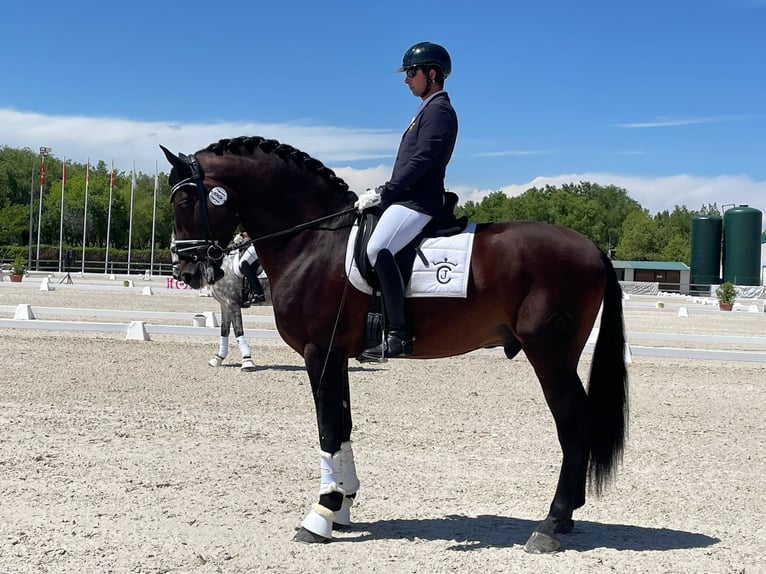 PRE Étalon 5 Ans 175 cm Bai cerise in torrevieja