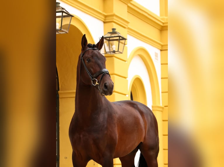 PRE Étalon 5 Ans 175 cm Bai cerise in torrevieja