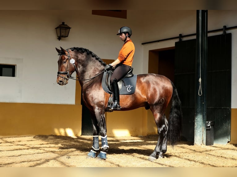 PRE Étalon 5 Ans 175 cm Bai cerise in torrevieja