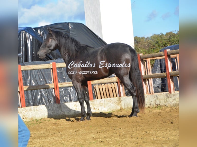 PRE Étalon 5 Ans 175 cm Noir in Vejer de la Frontera