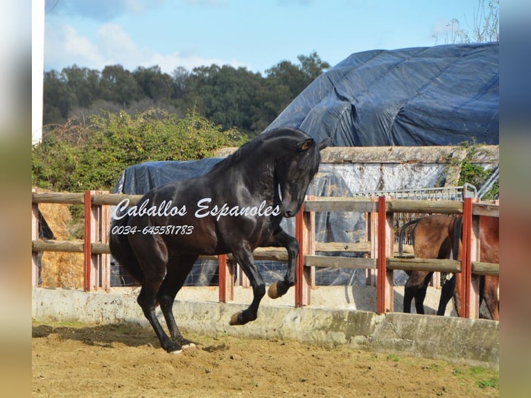 PRE Étalon 5 Ans 175 cm Noir in Vejer de la Frontera