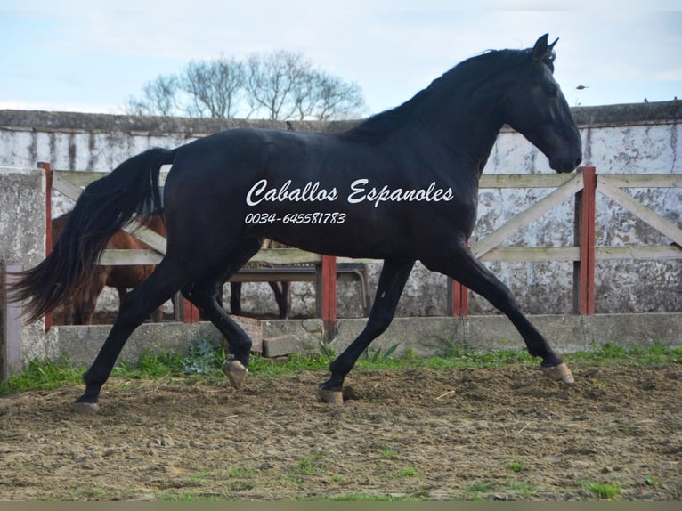 PRE Étalon 5 Ans 175 cm Noir in Vejer de la Frontera