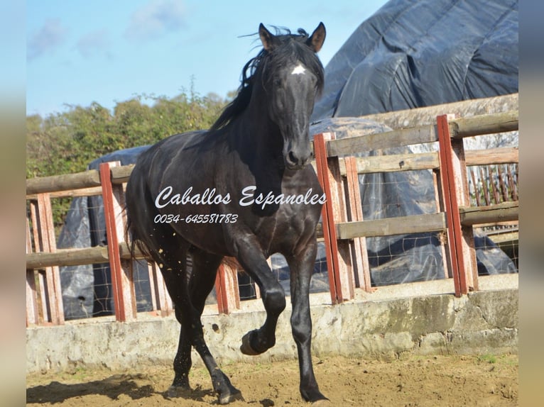 PRE Étalon 5 Ans 175 cm Noir in Vejer de la Frontera