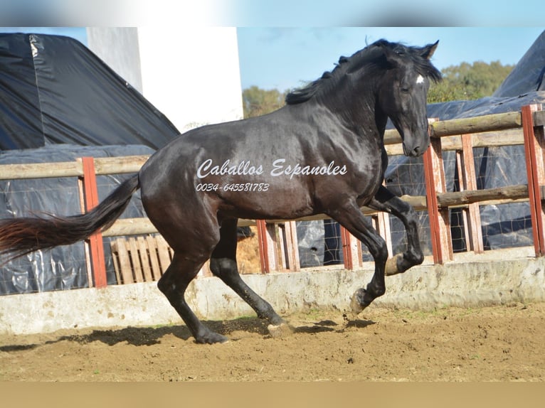 PRE Étalon 5 Ans 175 cm Noir in Vejer de la Frontera