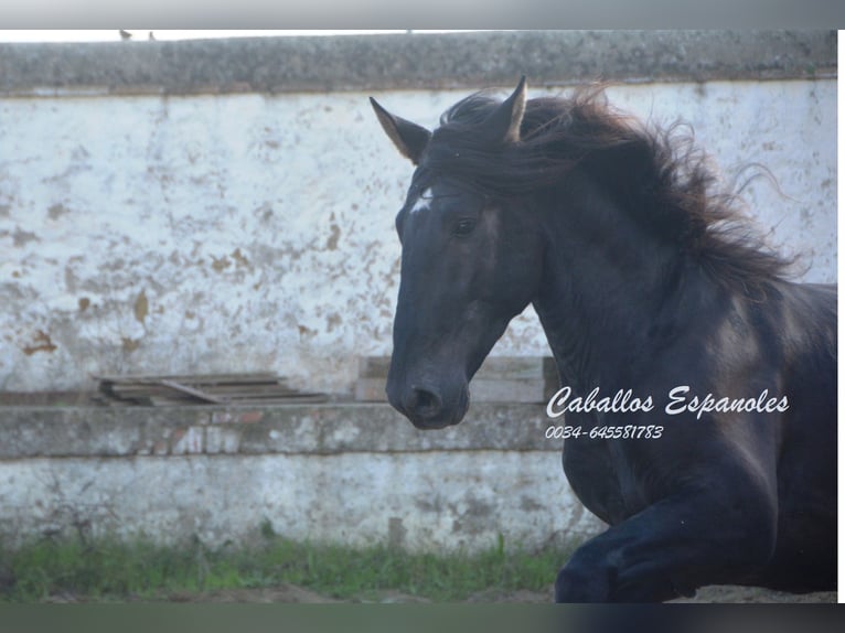 PRE Étalon 5 Ans 175 cm Noir in Vejer de la Frontera