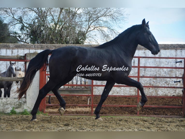 PRE Étalon 5 Ans 175 cm Noir in Vejer de la Frontera