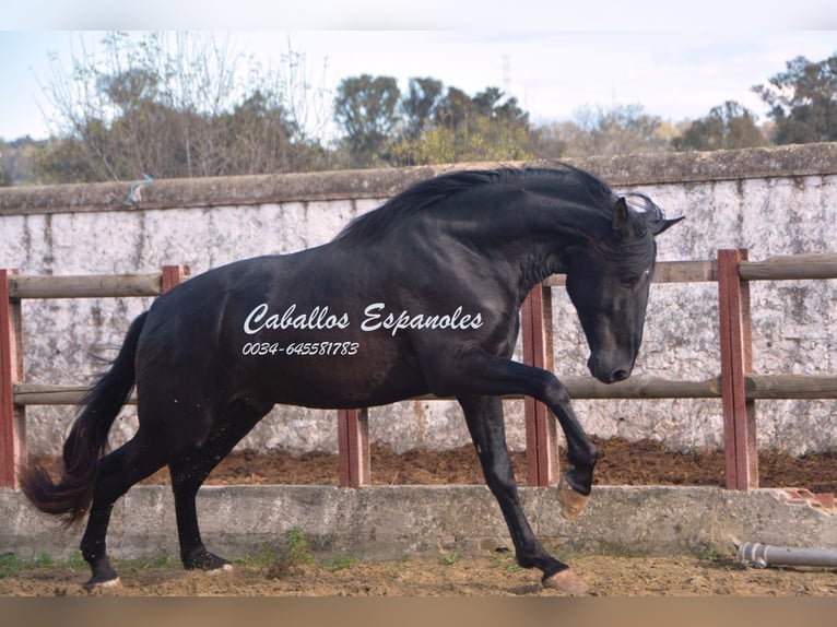 PRE Étalon 5 Ans 175 cm Noir in Vejer de la Frontera