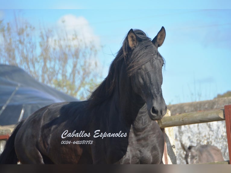 PRE Étalon 5 Ans 175 cm Noir in Vejer de la Frontera