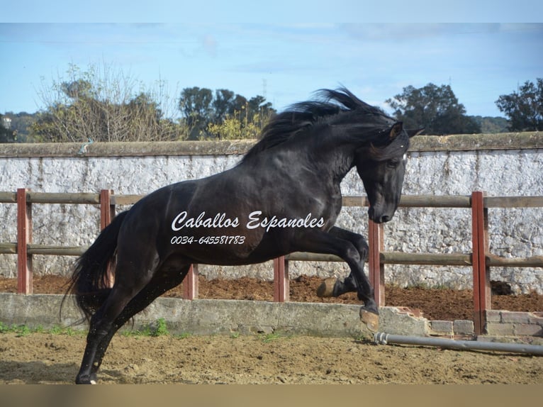 PRE Étalon 5 Ans 175 cm Noir in Vejer de la Frontera