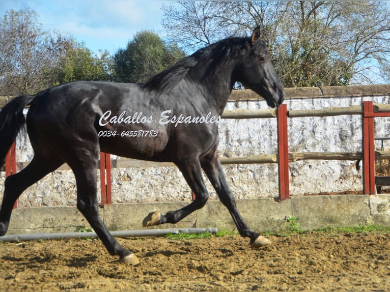 PRE Étalon 5 Ans 175 cm Noir in Vejer de la Frontera