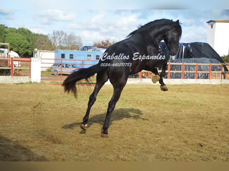 PRE Étalon 5 Ans 175 cm Noir in Vejer de la Frontera