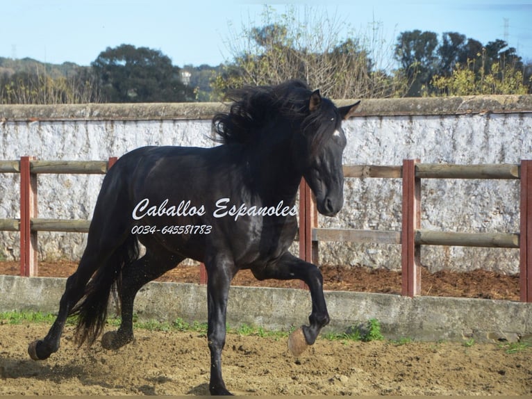 PRE Étalon 5 Ans 175 cm Noir in Vejer de la Frontera