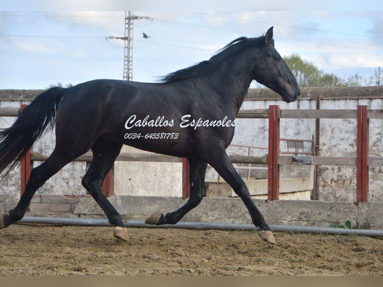 PRE Étalon 5 Ans 175 cm Noir in Vejer de la Frontera