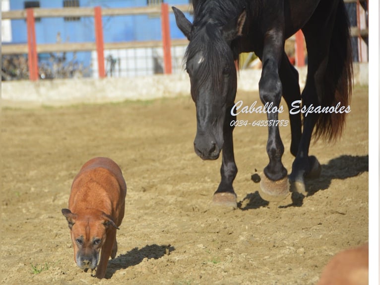 PRE Étalon 5 Ans 175 cm Noir in Vejer de la Frontera