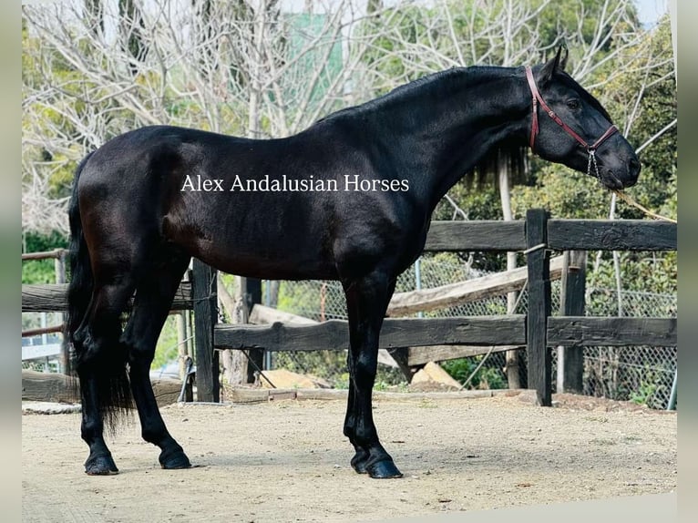 PRE Croisé Étalon 5 Ans 175 cm Noir in Sevilla