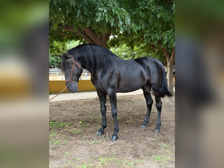 PRE Étalon 5 Ans 175 cm Noir in Oliva