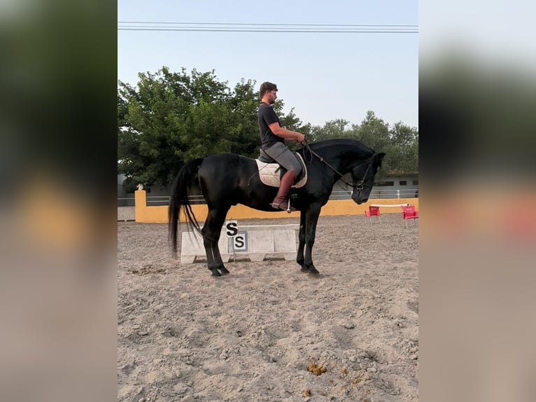 PRE Étalon 5 Ans 175 cm Noir in Oliva