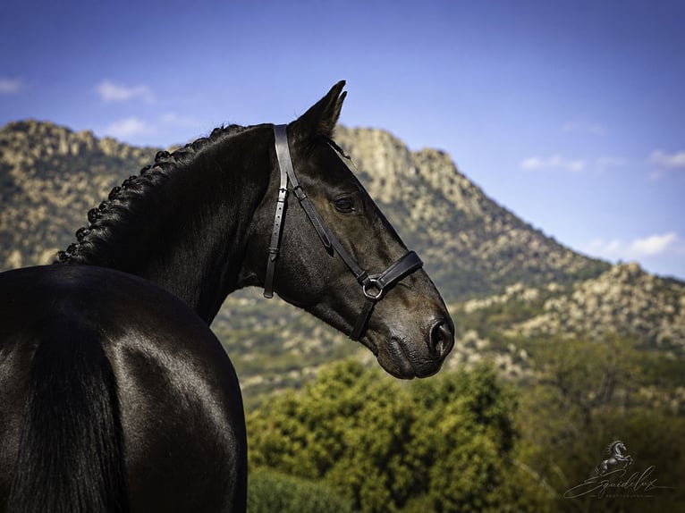 PRE Croisé Étalon 5 Ans 176 cm Bai brun in LA CABRERA