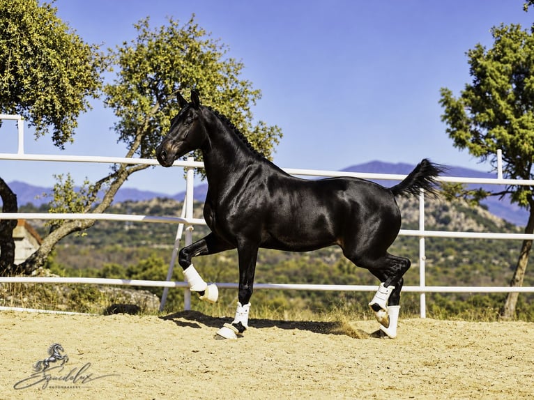 PRE Croisé Étalon 5 Ans 176 cm Bai brun in LA CABRERA