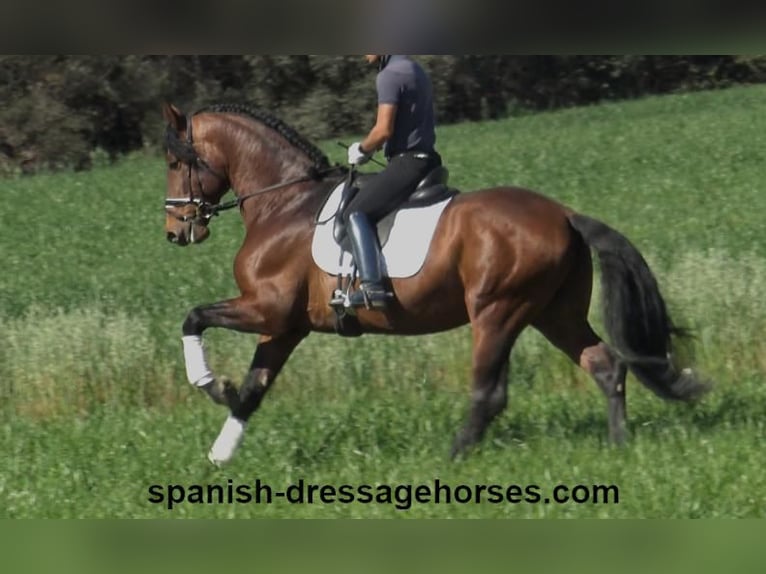 PRE Croisé Étalon 5 Ans 176 cm Bai in Barcelona