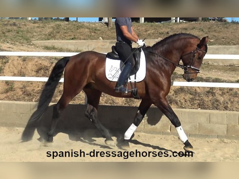 PRE Croisé Étalon 5 Ans 176 cm Bai in Barcelona