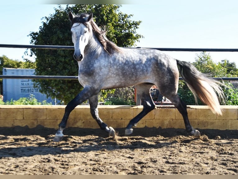 PRE Étalon 5 Ans 176 cm Gris in Provinz Malaga