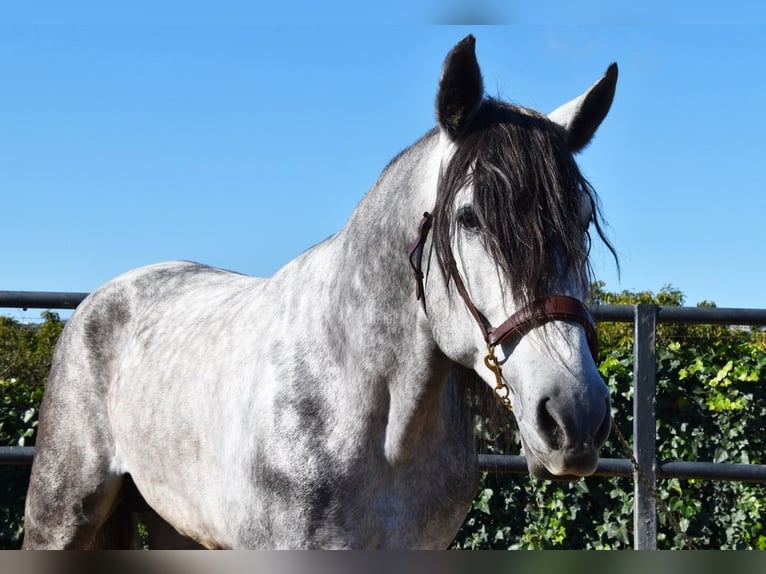 PRE Étalon 5 Ans 176 cm Gris in Provinz Malaga