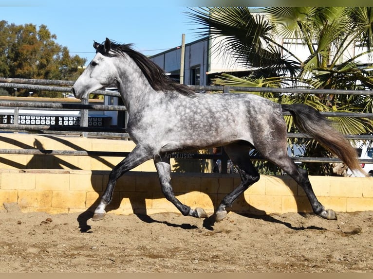 PRE Étalon 5 Ans 176 cm Gris in Provinz Malaga