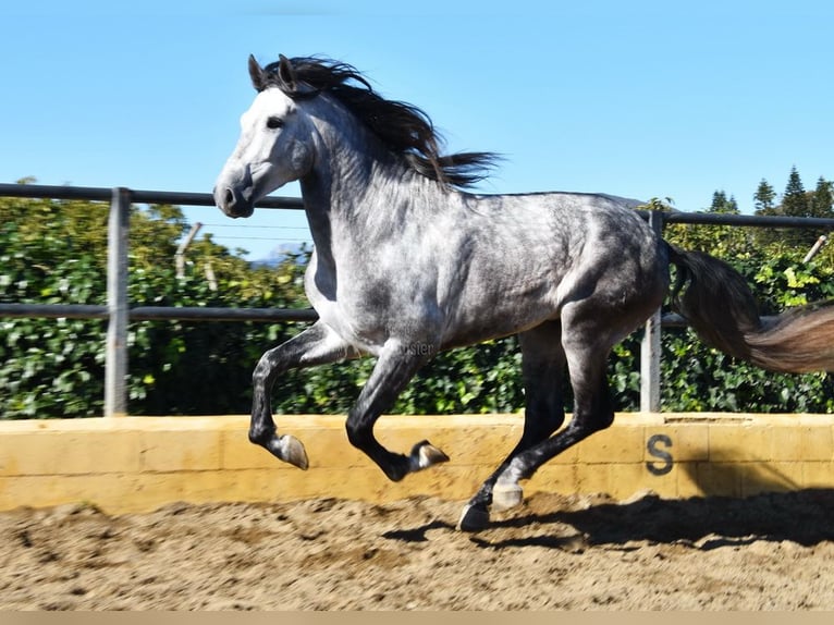 PRE Étalon 5 Ans 176 cm Gris in Provinz Malaga