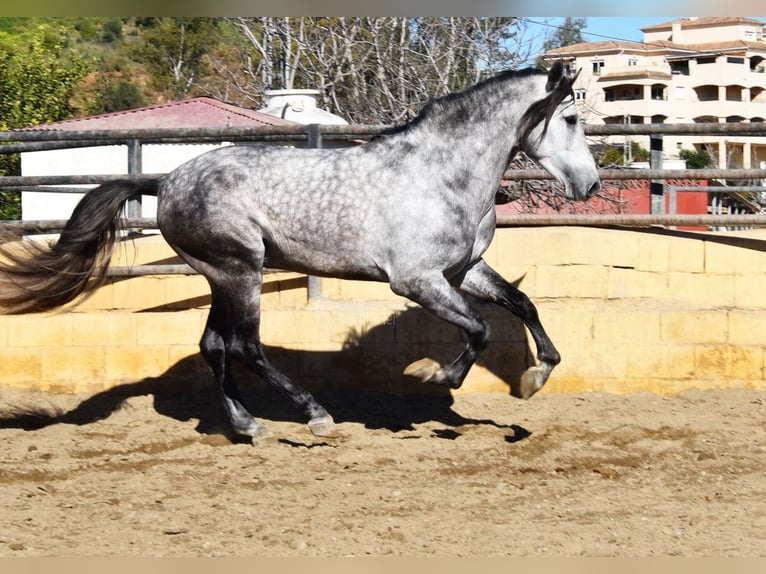 PRE Étalon 5 Ans 176 cm Gris in Provinz Malaga