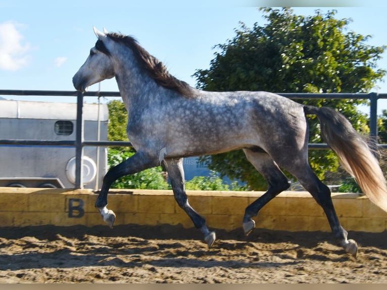 PRE Étalon 5 Ans 176 cm Gris in Provinz Malaga