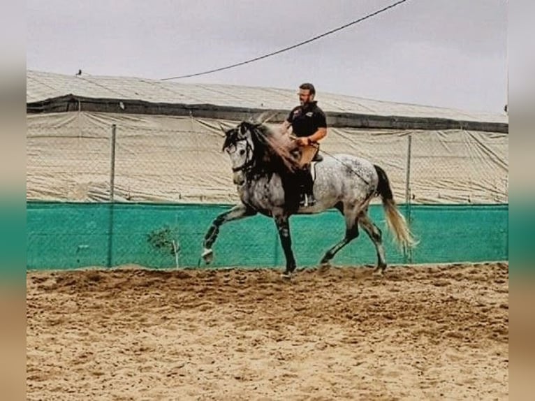 PRE Étalon 5 Ans 176 cm Gris pommelé in Sevilla
