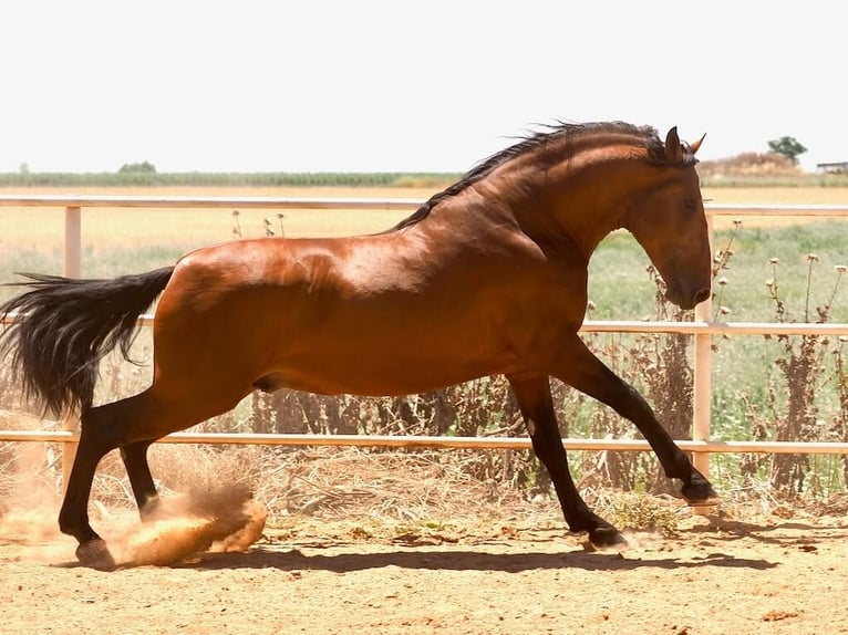 PRE Croisé Étalon 5 Ans 181 cm Bai in Navas Del Madroño