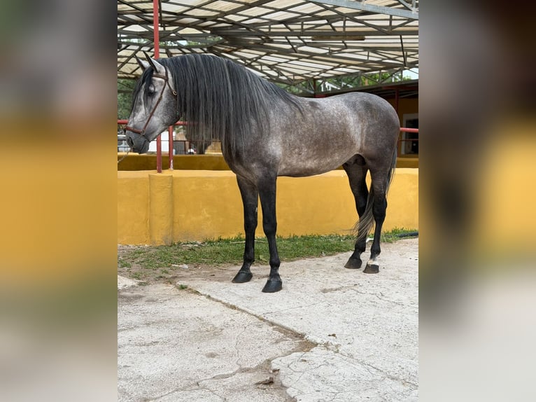 PRE Étalon 5 Ans 182 cm Gris in Oliva