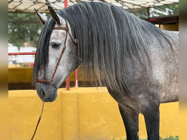 PRE Étalon 5 Ans 182 cm Gris in Oliva