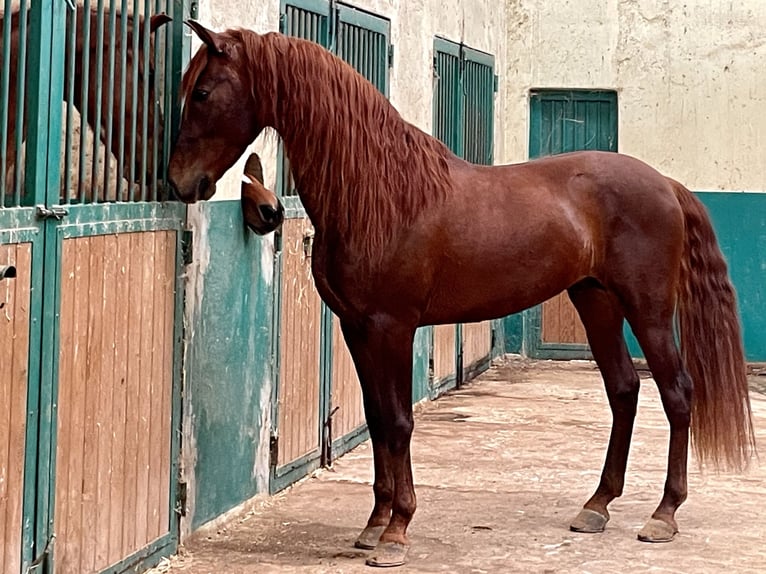 PRE Croisé Étalon 5 Ans Alezan in Barcelona