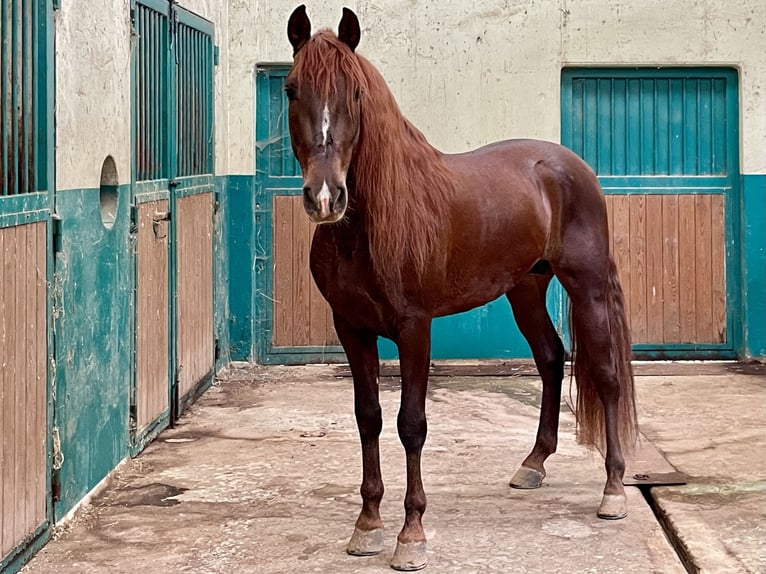 PRE Croisé Étalon 5 Ans Alezan in Barcelona