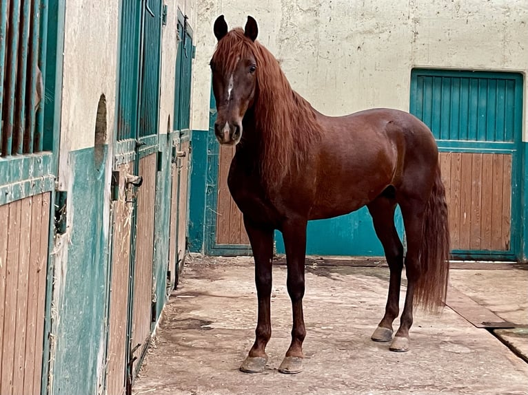 PRE Croisé Étalon 5 Ans Alezan in Barcelona